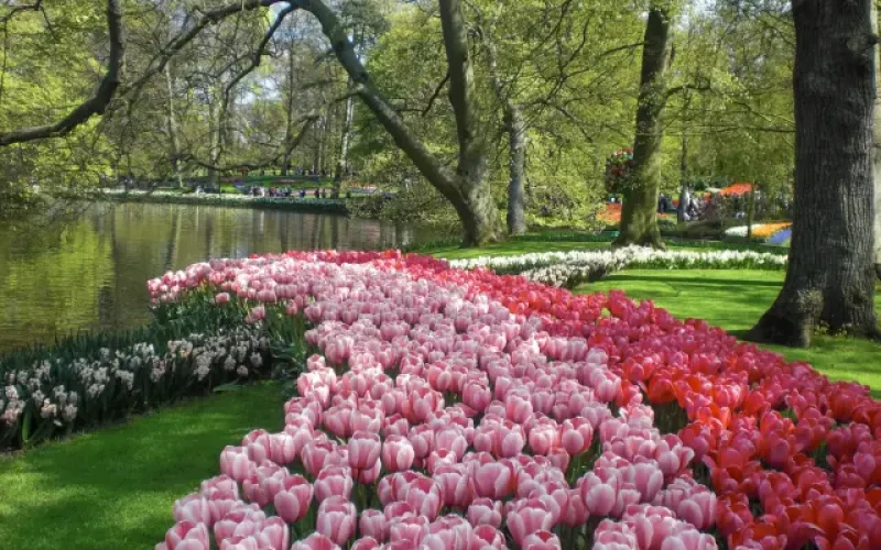 Gartenanlage mit Bäumen, Gewässer und rosafarbenen Tulpenbeeten