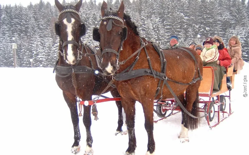 Zwei Pferde vorgespannt vor einem Pferdeschlitten mit Fahrgästen stehend vor einem verschneiten Tannenwald