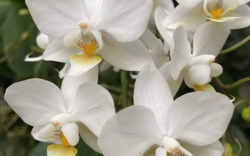 Orchideenzweig mit weißen Blüten, gelben Staubgefäßen, hellgrünen und dunkelgrünen Blättern und Stängel m Hintergrund